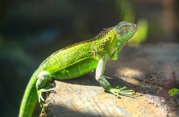 The lizard rests in the natural world looking to the future so cute when watching them