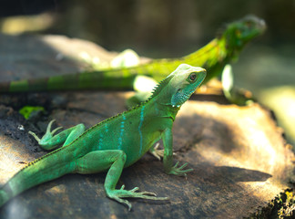 The lizard rests in the natural world looking to the future so cute when watching them