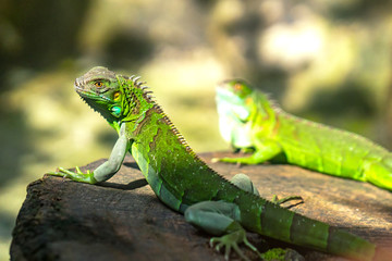 The lizard rests in the natural world looking to the future so cute when watching them