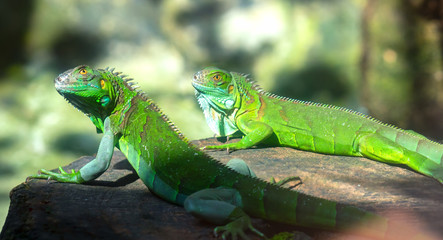 The lizard rests in the natural world looking to the future so cute when watching them