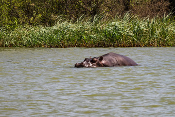 Fototapeta premium Hippo looking out of the water in lake Tana, Ethiopia