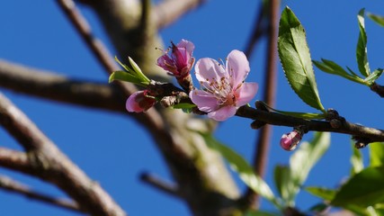 close up cherry blossom in spring 