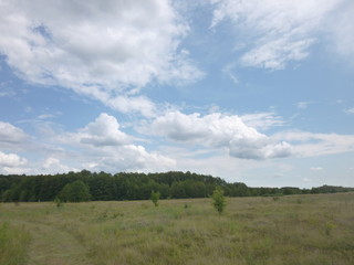 grass in a meadow by the river