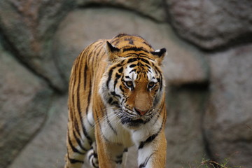 美しい動物　アムールトラ