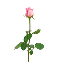 Pink rose flower with green leaves Isolated on white background.