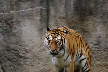 美しい動物　アムールトラ