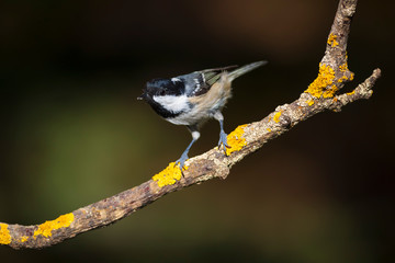 Cute little bird. Autumn nature background. Park, garden forest bird: Coal tit. 