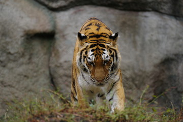 美しい動物　アムールトラ