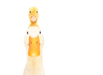 Portrait of a duck with a duckling on his head isolated on a white background.JPG