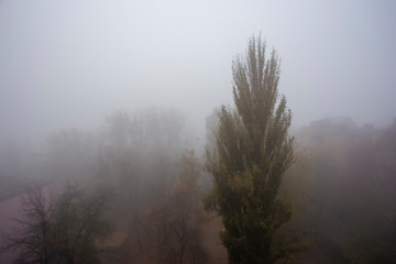 Fototapeta na wymiar Lonely tree in an autumn fog morning