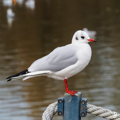 Obraz premium Close up of Portrait of Stunning black-headed gull perched on a wooden waterside fence