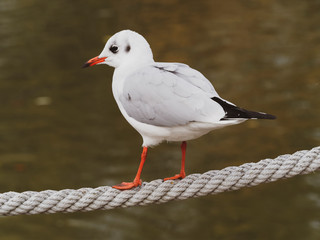 Black-headed Gull or seagull (Chroicocephalus ridibundus) during the winter have white heads with dark brown smudges on the sides