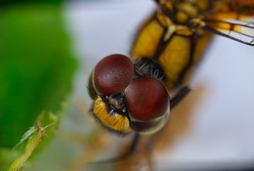 Dragon fly Macro photos