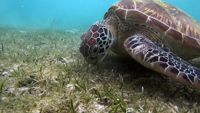 A colorful green sea turtle eats grass from the sea bottom.
