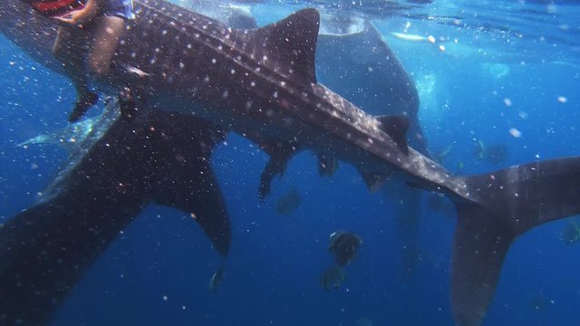 Multiple whale sharks eat plankton off of sea surface with people and smaller fish surrouding them.