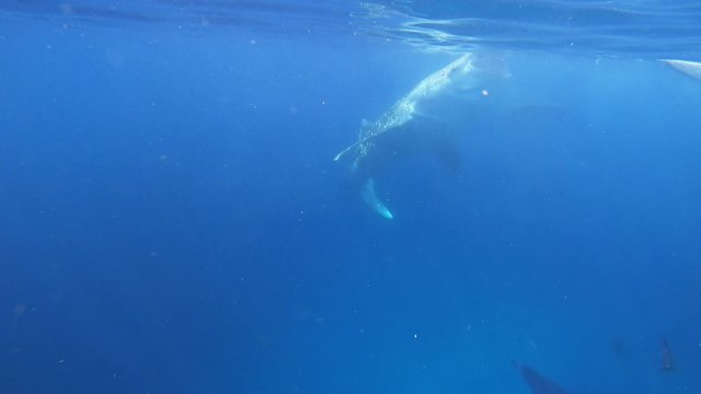 A whale shark eats plankton from the sea surface.