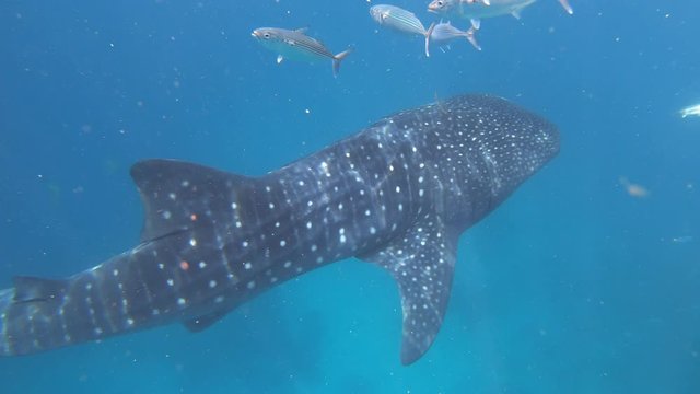A whale shark swims slowly through the sea while another one eats plankton from the surface.