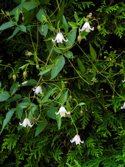 Obraz premium White flowers