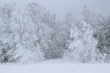 Branches of birches covered with a thick layer of frost bent under the weight