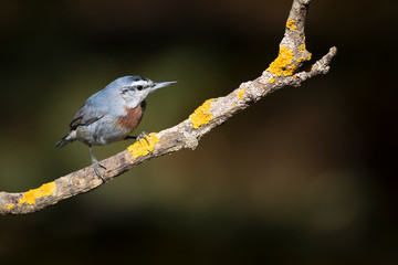 Cute little bird. Autumn nature background. Bird: Krupers Nuthatch. Sitta krueperi.