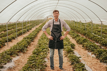Adult pleased man in hothouse of strawberry farm