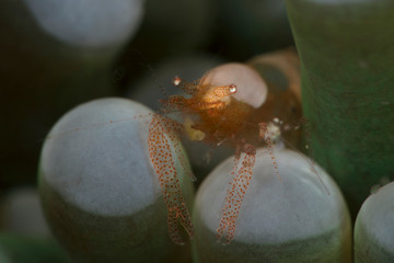 Egg shell shrimp (Hamopontonia corallicola). Underwater macro photography from Lembeh Strait, Indonesia 