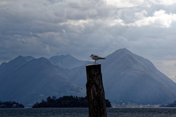 Mouette sur un poteau - Lac Majeur / Lago Maggiore