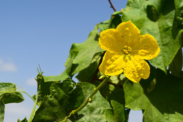 Obraz premium Flower In beauty A yellow Vegetable flower In Garden Nature Photo