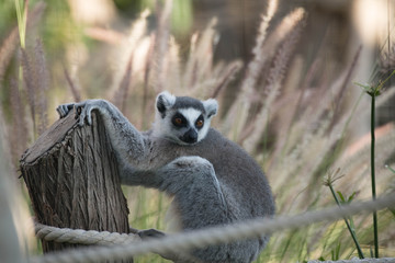 Wild Animal Ring-Tailed Lemur in Forest