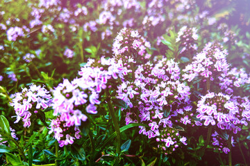 Broad-leaved thyme, lemon thyme. Thymus pulegioides. Nature.