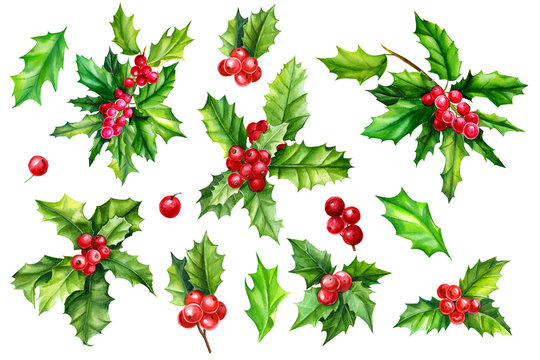 set of elements on an isolated white background, branches, leaves and berries of holly, watercolor illustration, hand drawing