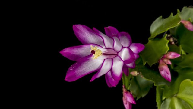 Time lapse of Schlumbergera cactus flowering on black background Schlumbergera flower rotation. Close up. 4K