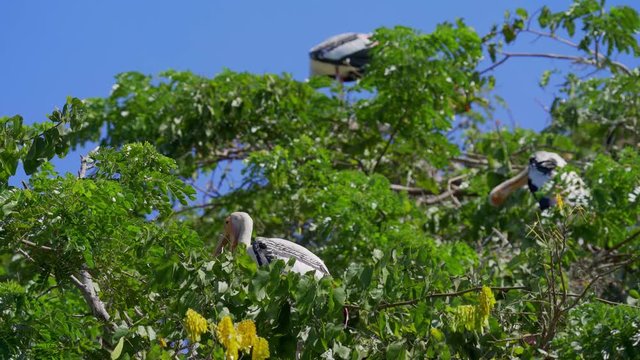 Painted stork (Mycteria leucocephala) yawns on the treetop with blue sky background. Watch birds behavior of the natural habitat.