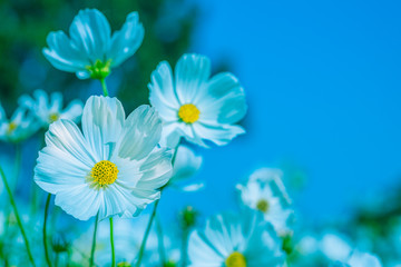 Selective soft focus of Beautiful white cosmos flower field in outdoor floral garden meadow with blue sky background. Colorful cosmos flower blooming nature in winter spring season.