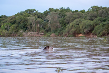Fototapeta premium Ein Tapir quert schwimmend einen Fluss in der Seitenansicht