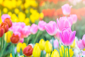 Soft selective focus. Beautiful flower tulips meadow background. Colorful tulips in field winter or spring. Morning sunlight tulips floral in garden.