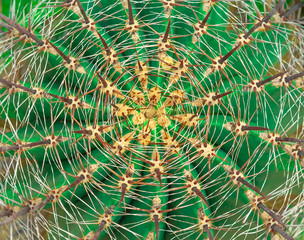 Close-up of Detail succulent Cactus Plant Sharp Spikes. Cactus texture background. Top view