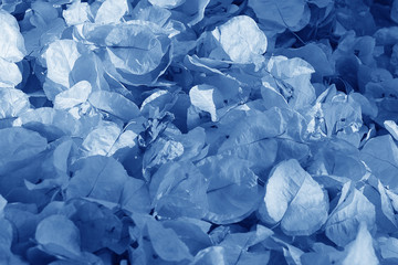 Classic Blue background. Color of the year 2020. Trendy Classic Blue color.