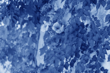 Classic Blue background. Color of the year 2020. Trendy Classic Blue color.