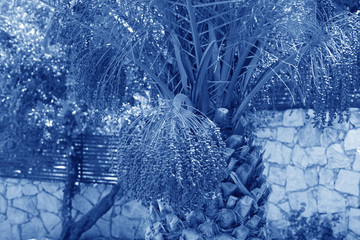 Classic Blue background. Color of the year 2020. Trendy Classic Blue color.