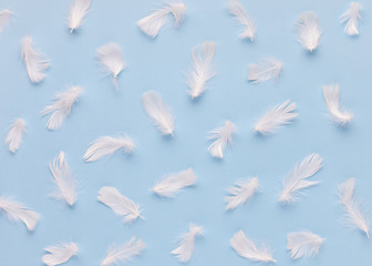 Obraz premium Feather pattern made of natural white feathers on a blue background. Top view