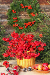 Christmas composition, Bright red Rowan berries in a basket, spruce with red balls, red apples, selective focus
