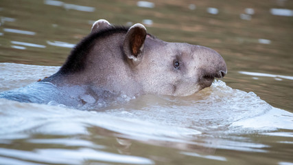 Freigestellter Kopf eines schwimmenden Tapirs