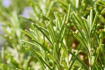 Detail of a rosemary flower bush in the garden, Rosmarinus officinalis