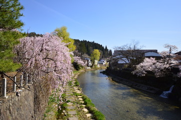 日本の枝垂桜