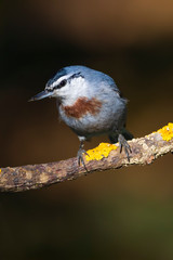 Cute little bird. Autumn nature background. Bird: Krupers Nuthatch. Sitta krueperi.