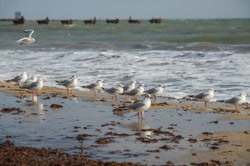 Seagulls on the beach