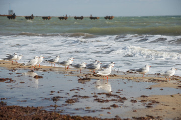 Seagulls on the beach