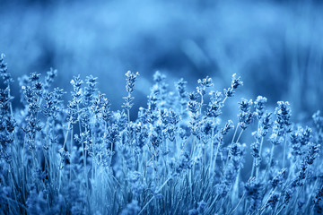 Farbe des Jahres 2020. Blühende Lavendelblüten bei Sonnenuntergang, getöntes klassisches blaues Foto. Lavendel Blumenfeld.