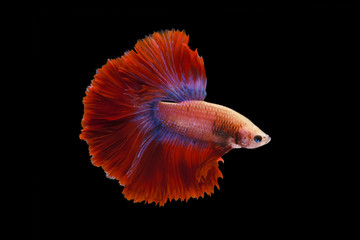 Obraz premium Red and blue tail betta fish, Siamese fighting fish, betta splendens (Halfmoon betta, Pla-kad (biting fish) isolated on black background. File contains a clipping path.
